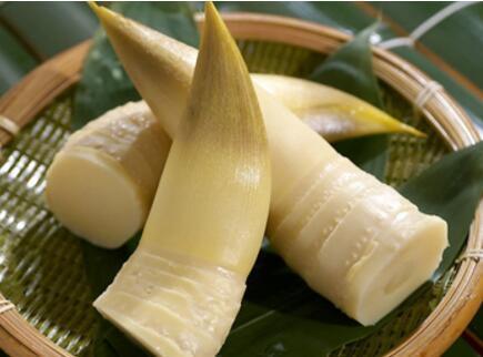 mang-tre-02 mang tre, măng tre, mang tre loi ich cho suc khoe, măng tre lợi ích cho sức khỏe