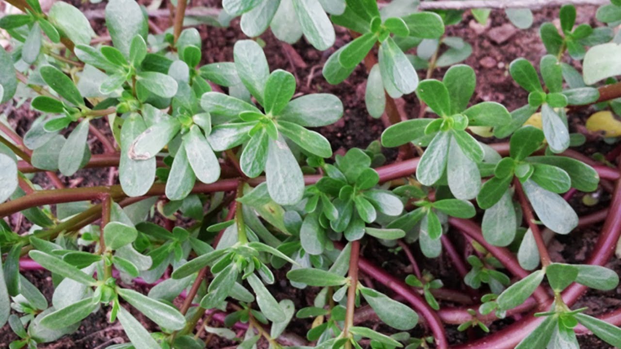 cách trị bệnh sán chó tại nhà