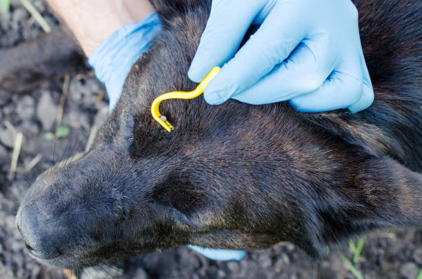 cách trị bệnh sán chó tại nhà