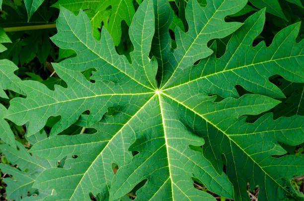 cách trị bệnh sán chó tại nhà